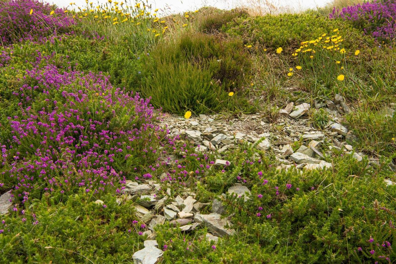 Ring Of Kerry - Einmaliger Blick Auf Skelligs Leilighet Clynacartan Eksteriør bilde